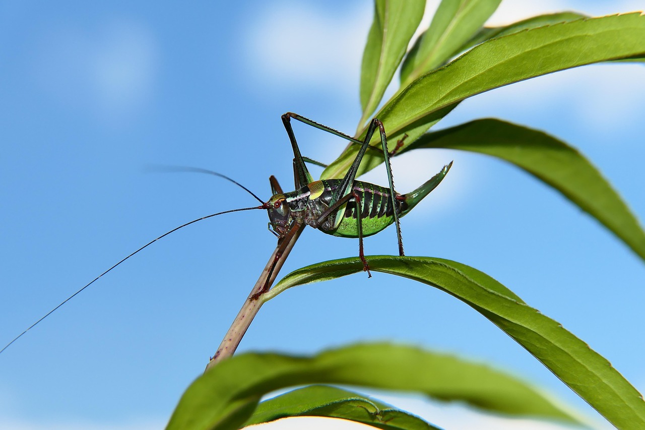 BCCI Dismisses Rohit Sharma Retirement Rumors, Confirms No 'Last Match' Plans for Lord's