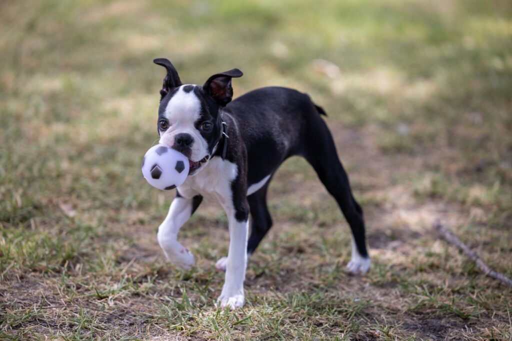 A lively Boston Terrier puppy playing with a small soccer ball on grass outdoors.