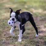 A lively Boston Terrier puppy playing with a small soccer ball on grass outdoors.