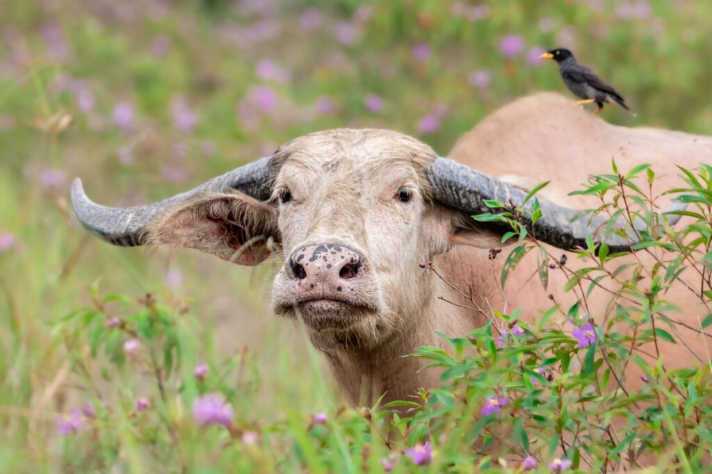 Close-up of a water buffalo in a meadow with a bird perched on its horn.