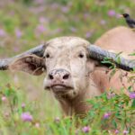 Close-up of a water buffalo in a meadow with a bird perched on its horn.