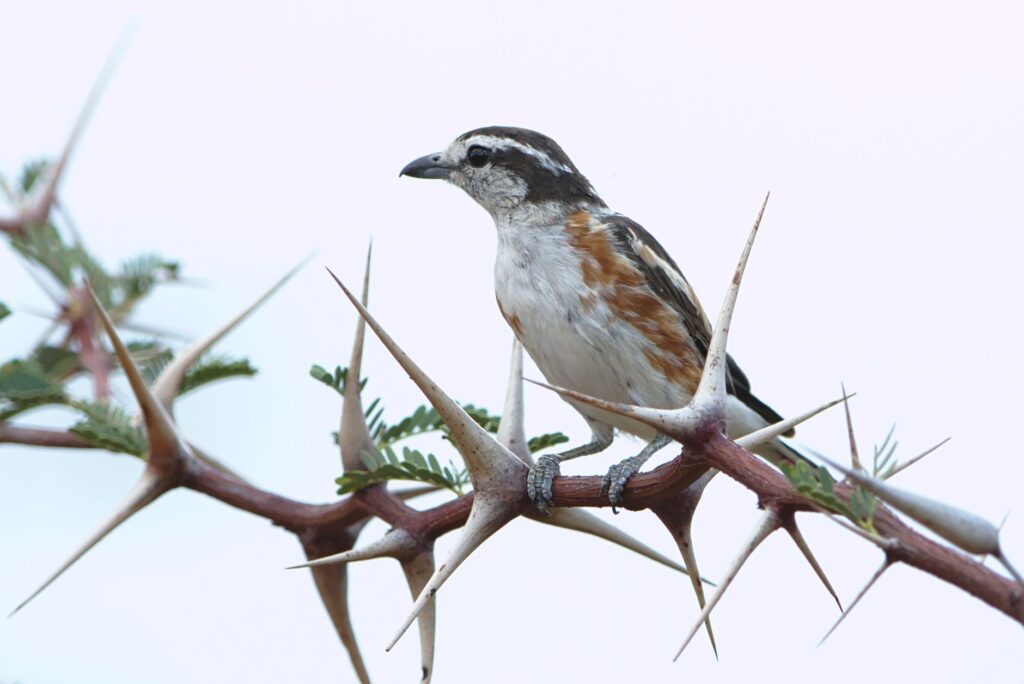 Close-up of a Brubru bird perched on a thorny branch in Marakele National Park, South Africa.