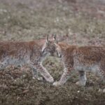 Two Eurasian lynxes playfully butting heads in a meadow in Feldkirch, Austria.
