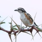 Close-up of a Brubru bird perched on a thorny branch in Marakele National Park, South Africa.