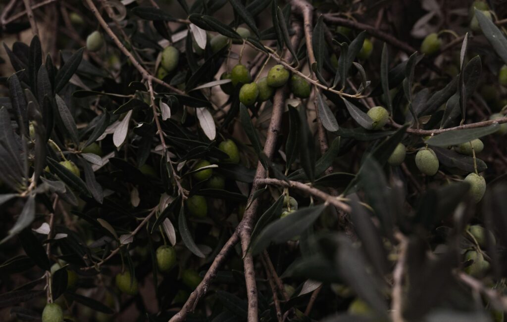 Close-up of green olives on a tree branch with lush leaves, emphasizing nature's bounty.