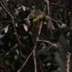 Close-up of green olives on a tree branch with lush leaves, emphasizing nature's bounty.
