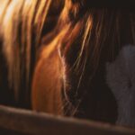 A detailed close-up of a horse's mane beautifully illuminated by sunlight, capturing its natural texture.