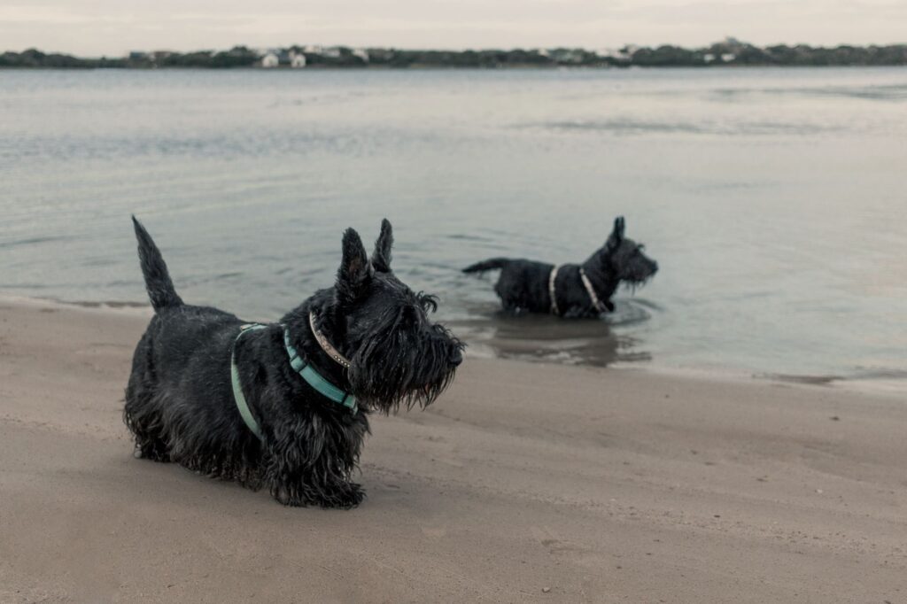 Two Scottish Terriers enjoying a sunny day by the beach shore.