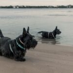 Two Scottish Terriers enjoying a sunny day by the beach shore.