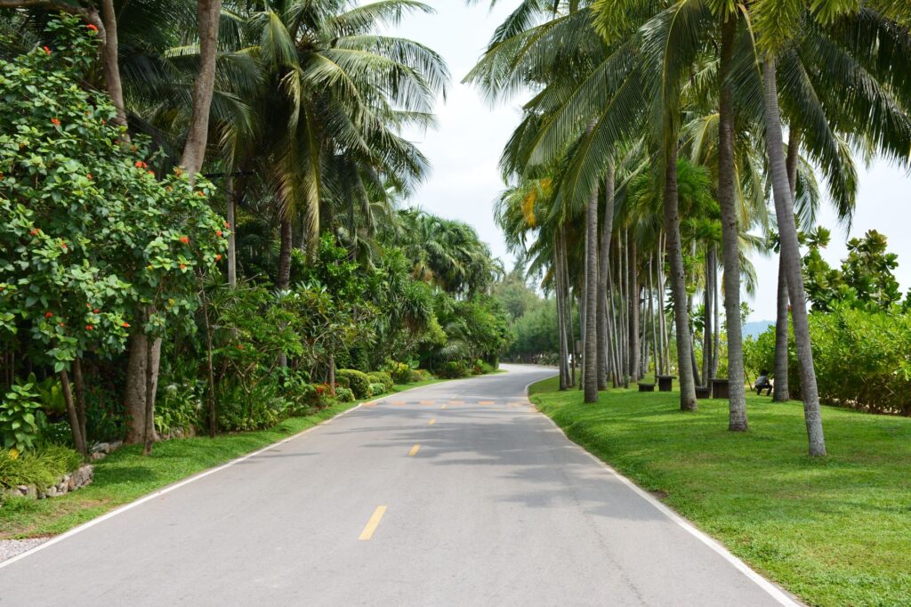 A tranquil road lined with palm trees and lush greenery in Thong Chai, Thailand.