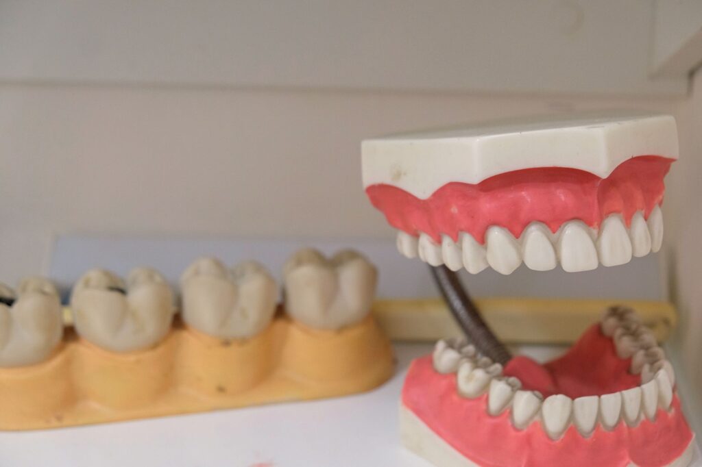 Close-up image showing detailed dental models and dentures on display, ideal for dental education.