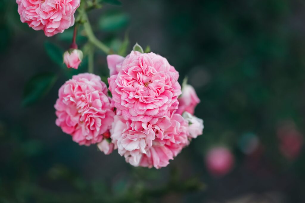 A delicate cluster of pink roses in full bloom, showcasing their intricate petals and vibrant beauty.