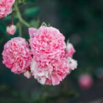 A delicate cluster of pink roses in full bloom, showcasing their intricate petals and vibrant beauty.