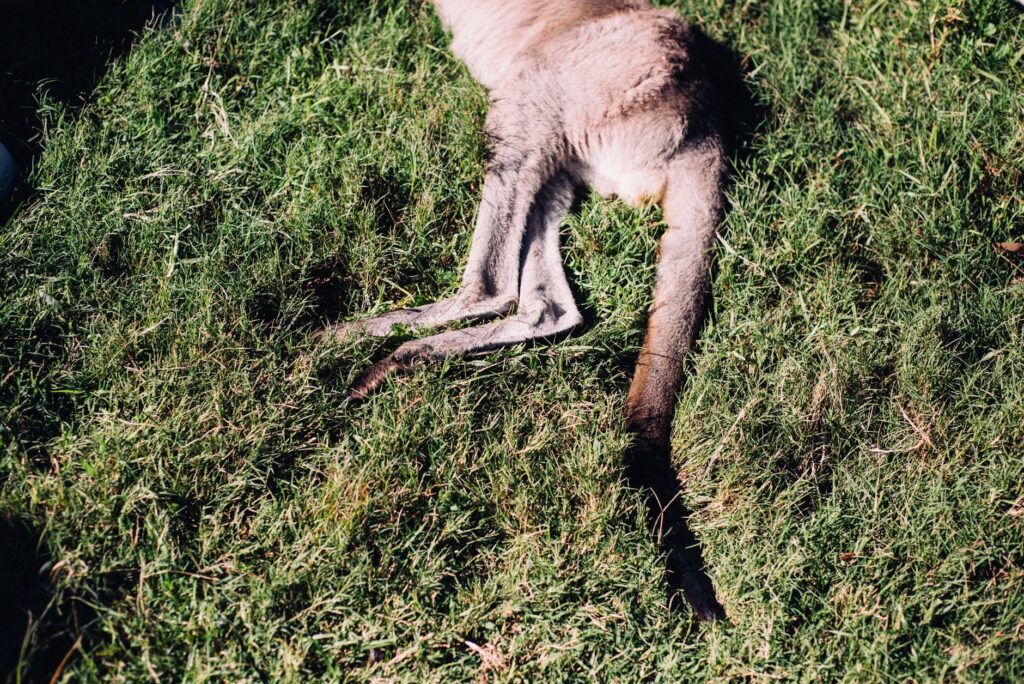 High angle of fluffy kangaroo relaxing on green grassy field under bright sunlight