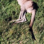 High angle of fluffy kangaroo relaxing on green grassy field under bright sunlight