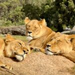 Three majestic lions basking in the sun at Werribee Open Range Zoo, Victoria.