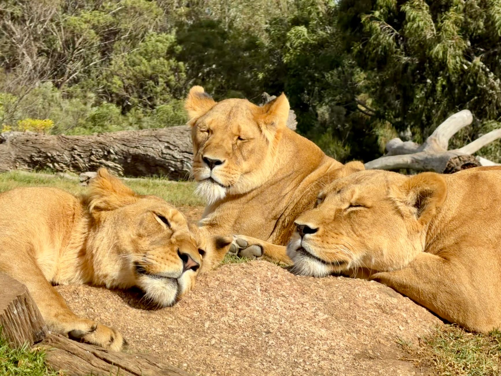 Three majestic lions basking in the sun at Werribee Open Range Zoo, Victoria.