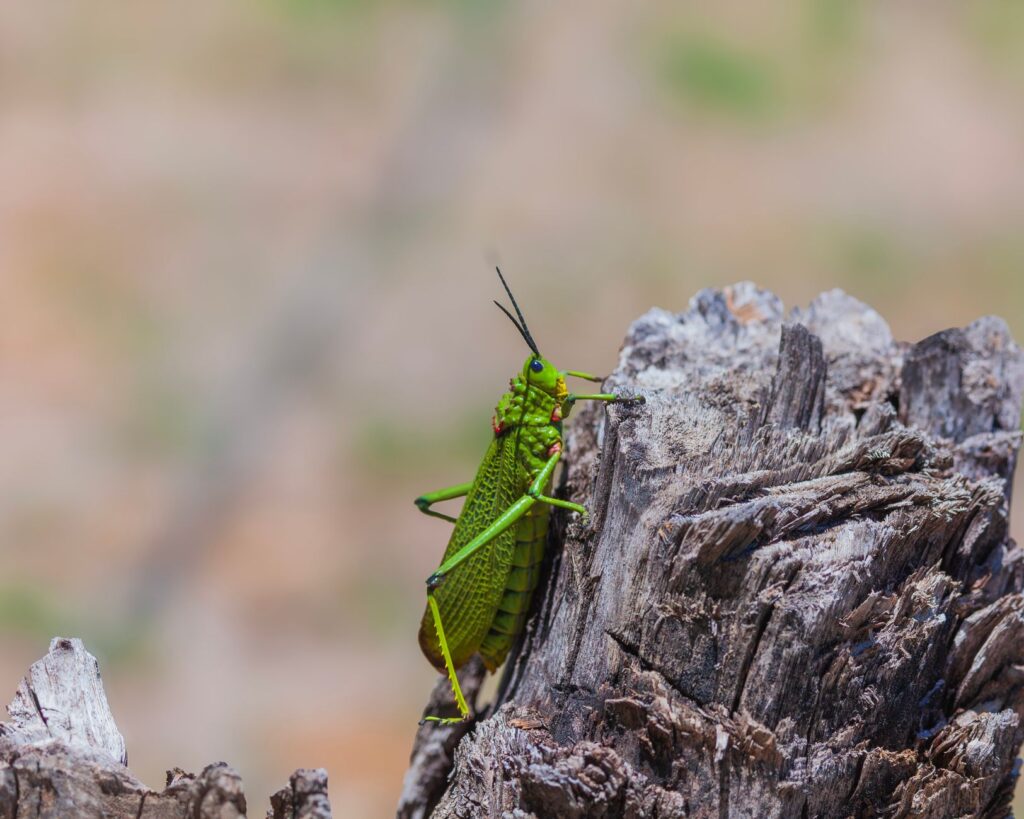 Green grasshopper perched on a weathered tree stump in the wild.