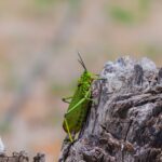 Green grasshopper perched on a weathered tree stump in the wild.