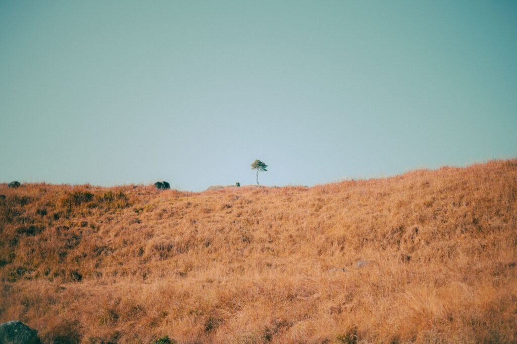 A solitary tree stands on a golden hill under a clear blue sky, representing isolation and nature's simplicity.