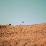 A solitary tree stands on a golden hill under a clear blue sky, representing isolation and nature's simplicity.