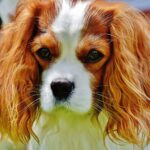 Adorable close-up portrait of a Cavalier King Charles Spaniel puppy with long ears and expressive eyes.