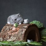 Adorable Campbell's dwarf hamster with broccoli on a wooden hideout. Perfect cute animal shot.