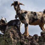 Two goats standing on rocky terrain with a cloudy sky backdrop, showcasing their mountain habitat.