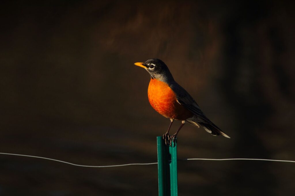 A vibrant American Robin perched on a fence in natural light, showcasing its distinctive colors.