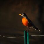 A vibrant American Robin perched on a fence in natural light, showcasing its distinctive colors.