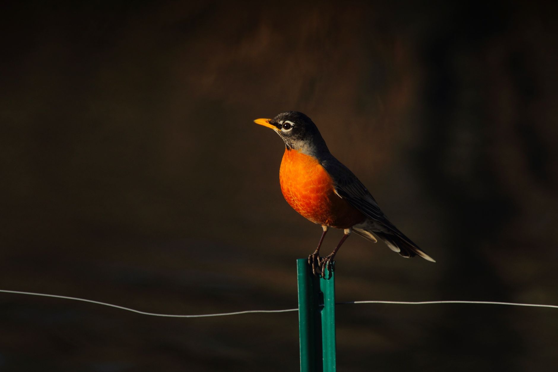 A vibrant American Robin perched on a fence in natural light, showcasing its distinctive colors.