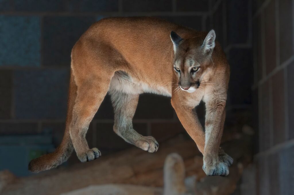 Close-up of a Florida Panther in a zoo setting, showcasing its majestic presence.