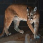 Close-up of a Florida Panther in a zoo setting, showcasing its majestic presence.