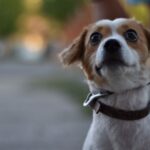 Close-up image of a Jack Russell Terrier dog looking surprised outdoors with a leash.