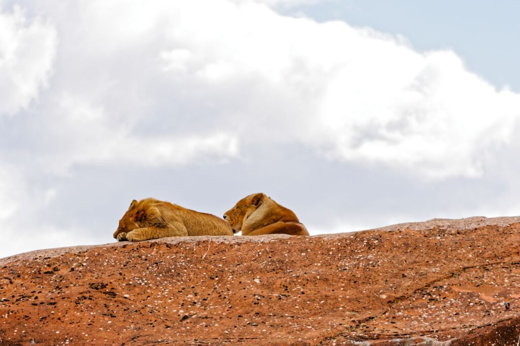 Two majestic lions rest on a rocky surface against a backdrop of clouds, creating a serene and natural scene.
