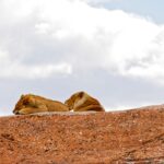 Two majestic lions rest on a rocky surface against a backdrop of clouds, creating a serene and natural scene.