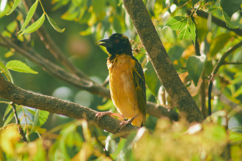 A vibrant African Yellow Weaver bird resting on a tree in Jos, Nigeria.