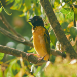 A vibrant African Yellow Weaver bird resting on a tree in Jos, Nigeria.