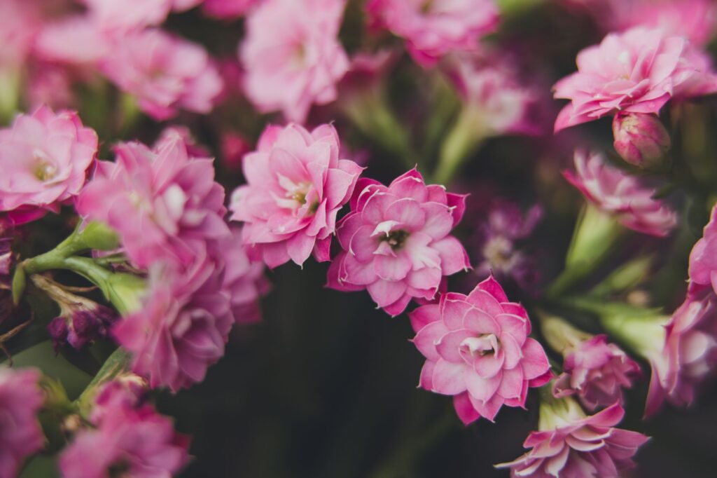 Beautiful close-up of vibrant pink Kalanchoe Blossfeldiana flowers in full bloom, showcasing delicate petals.