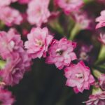 Beautiful close-up of vibrant pink Kalanchoe Blossfeldiana flowers in full bloom, showcasing delicate petals.