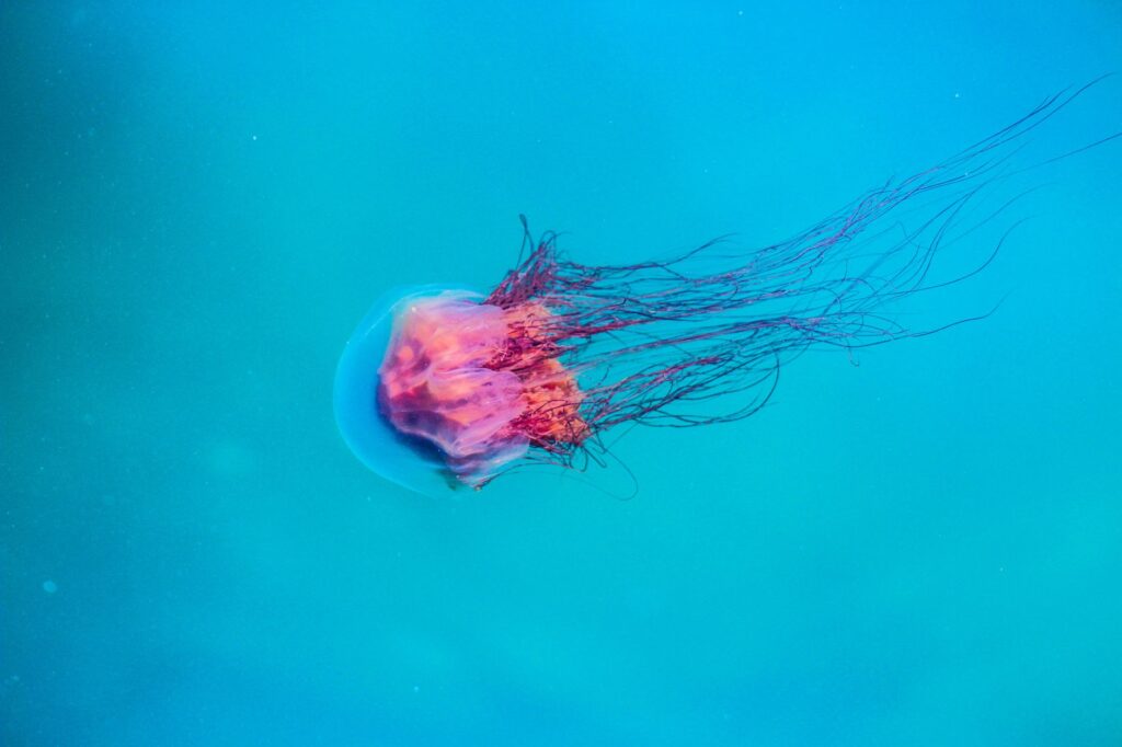 A solitary jellyfish gliding gracefully through the turquoise ocean waters.