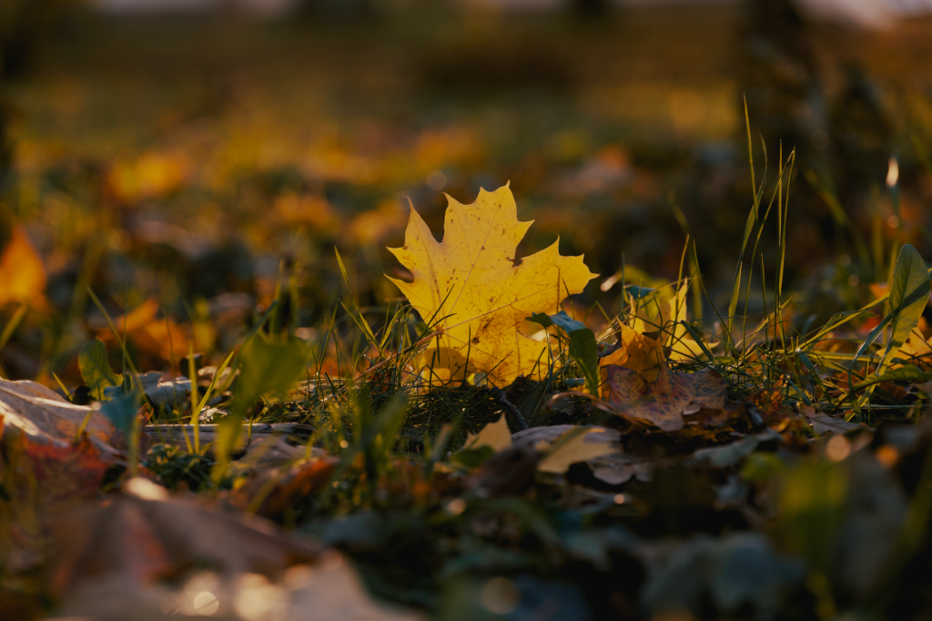Close-up of a yellow leaf on a sunlit autumn grass bed, embodying fall's beauty.