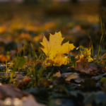 Close-up of a yellow leaf on a sunlit autumn grass bed, embodying fall's beauty.