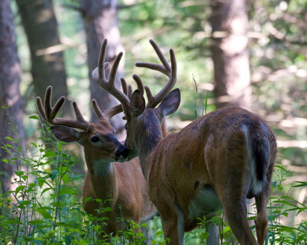 Two white-tailed bucks with antlers in a forest setting, captured in a natural wildlife scene.