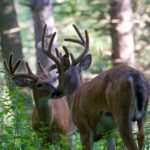 Two white-tailed bucks with antlers in a forest setting, captured in a natural wildlife scene.