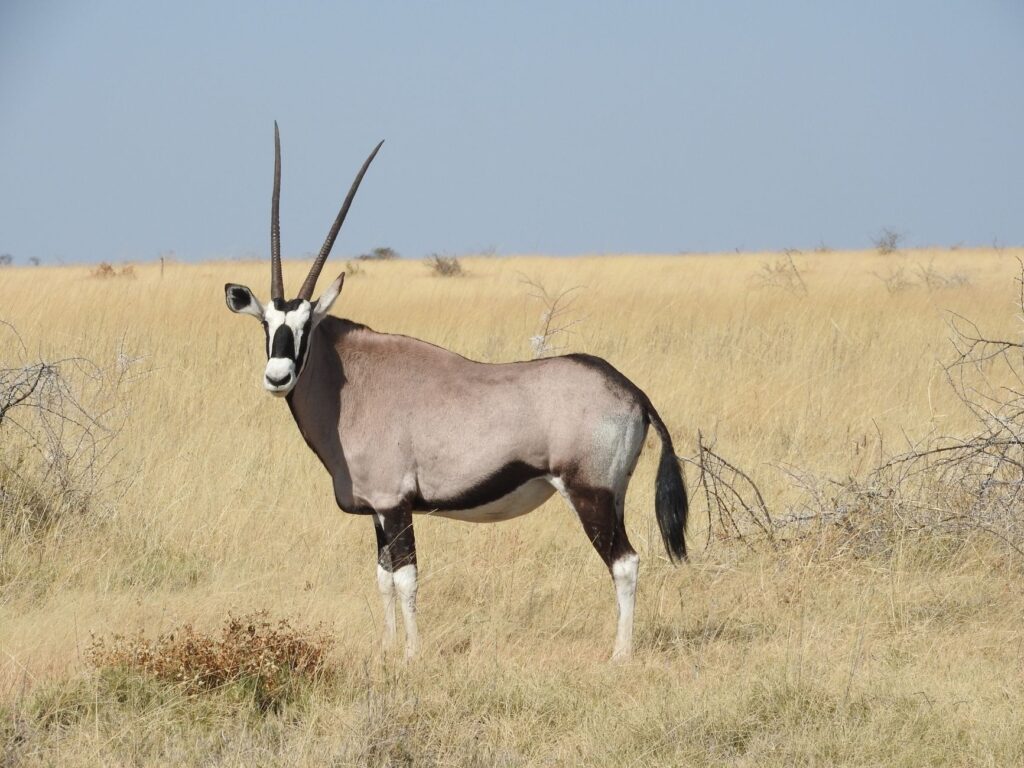 A majestic oryx stands in the vast grasslands of Namibia's wilderness.