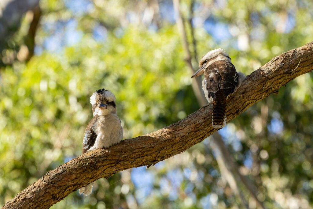 Two laughing kookaburras perched on a branch in the lush greenery of Jervis Bay, Australia.