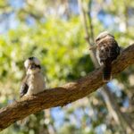 Two laughing kookaburras perched on a branch in the lush greenery of Jervis Bay, Australia.