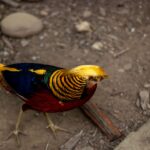 A vibrant Golden Pheasant displays its colorful feathers in the natural habitat of Sikkim, India.