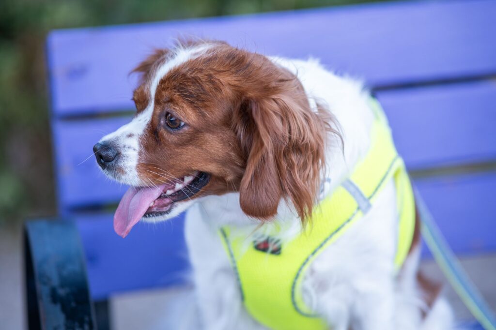 Adorable Cavalier King Charles Spaniel puppy with a yellow harness sitting on a bench outdoors.
